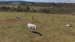 Fazenda in Brasilien kaufen
